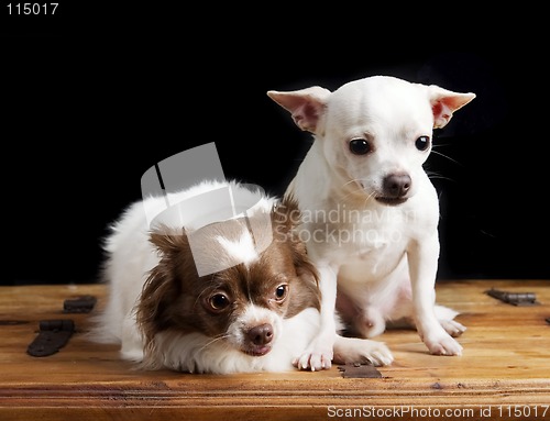 Image of Cute Chihuahua Pair