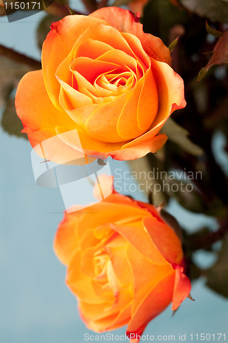 Image of Orange roses