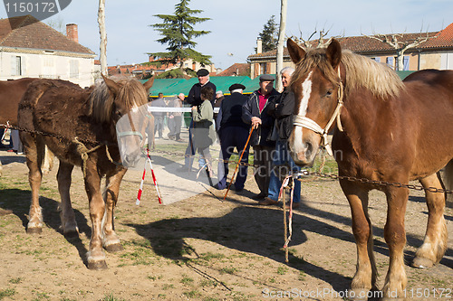 Image of Horses for sale