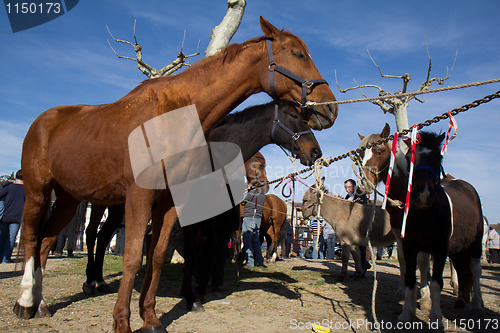 Image of Brown horse for sale