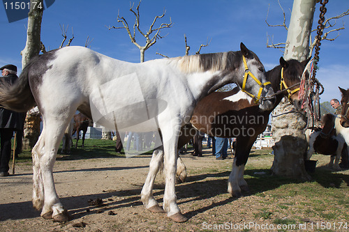 Image of White horse for sale