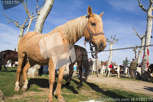 Image of Horse for sale