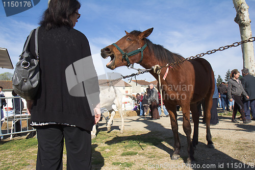 Image of Horse whinnying