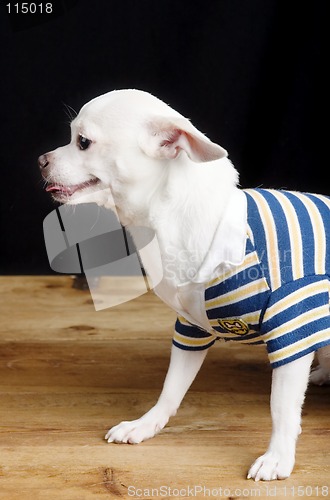 Image of Male Chihuahua in Shirt