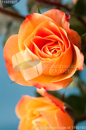 Image of Orange roses