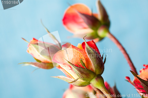 Image of Orange roses