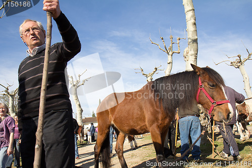 Image of Fair in horses