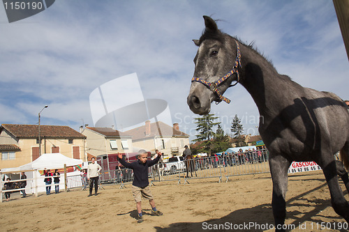 Image of The child and the horse