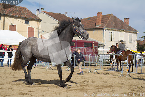 Image of The child and the horse