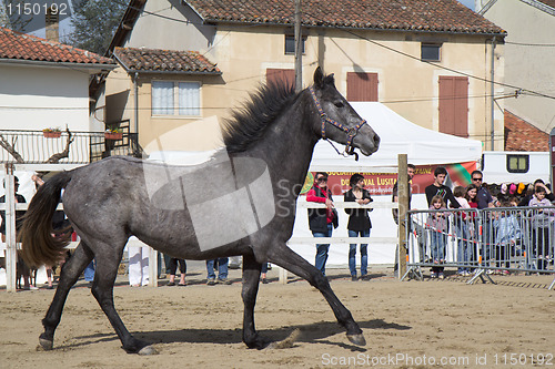 Image of Wild horse