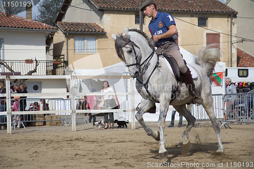 Image of Show for buyers at the fair in horses