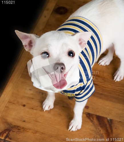 Image of Eager Chihuahua