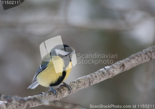 Image of Great tit