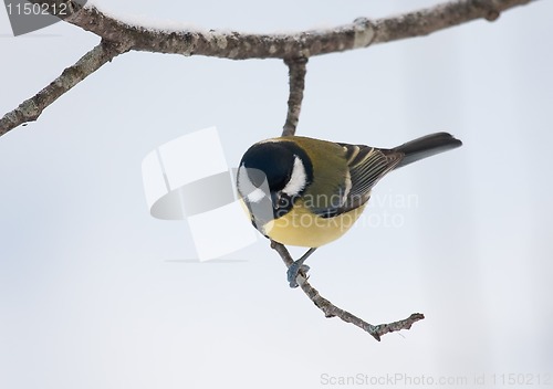 Image of Great tit