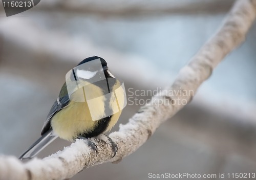 Image of Great tit