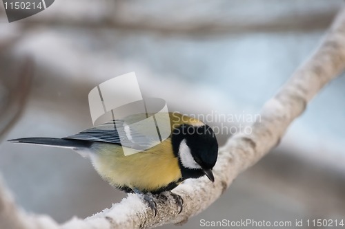 Image of great tit