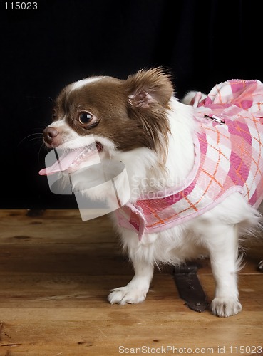 Image of Chiwawa