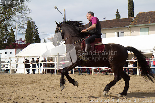 Image of Minorcan horse