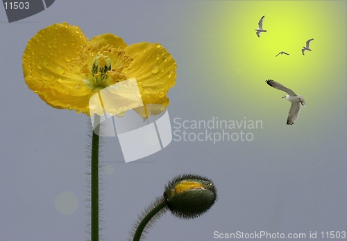 Image of yellow papaver