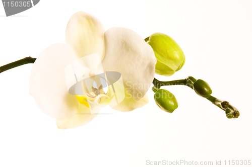 Image of White orchid on white