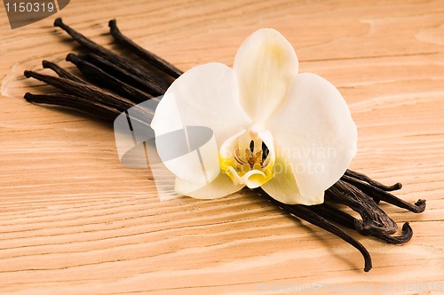 Image of Vanilla pods and flower