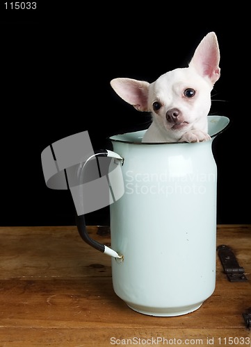Image of Sad Chihuahua