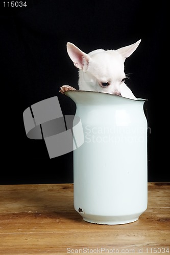 Image of Shy Chihuahua