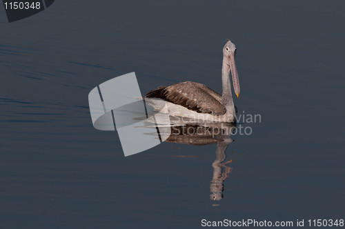 Image of Spot Billed Pelican