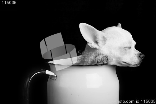 Image of Resting Chihuahua - Black and White