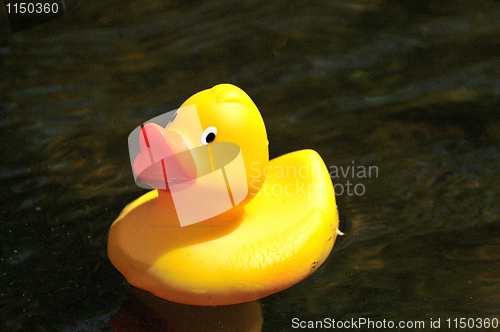 Image of Rubber Duck