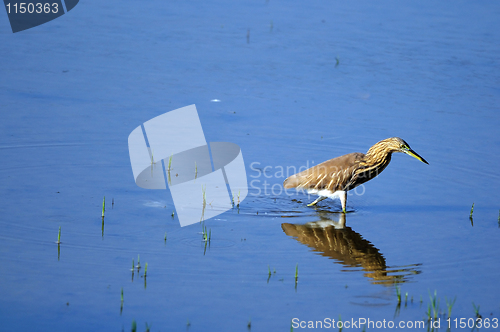 Image of Indian Pond Heron