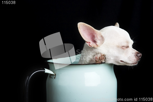 Image of Resting Chihuahua