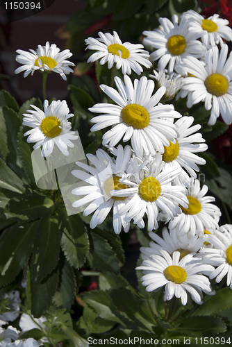 Image of Daisies