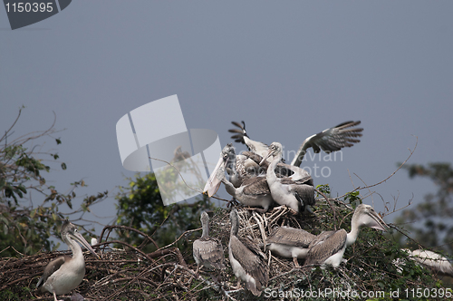 Image of Spot Billed Pelican