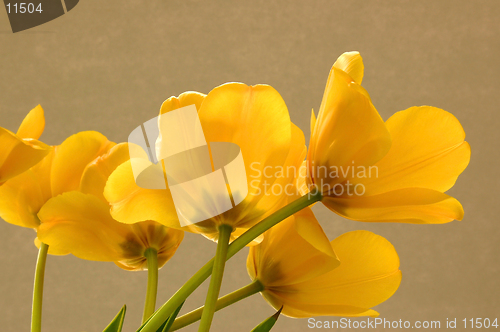 Image of Yellow Tulips