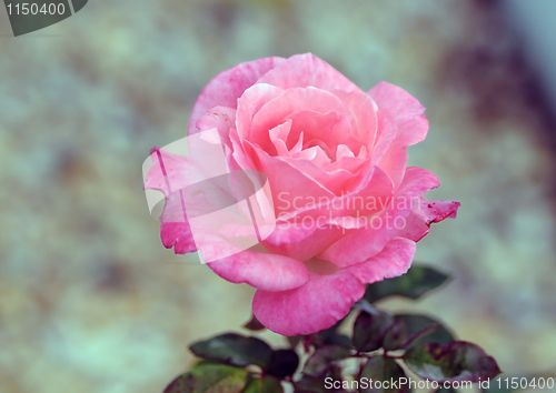 Image of pink rose