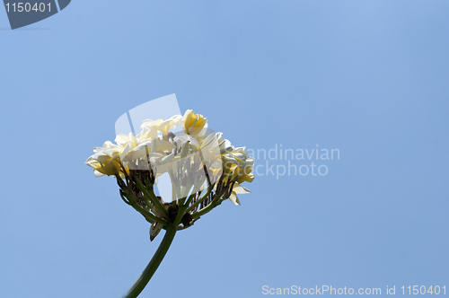 Image of Plumeria