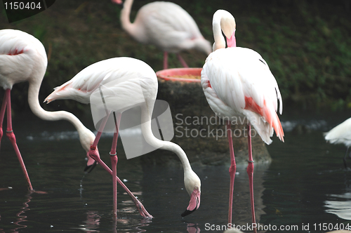 Image of Flamingos