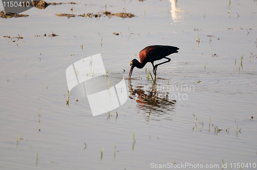 Image of Glossy Ibis