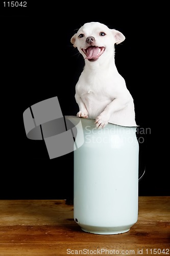 Image of Eager Chihuahua