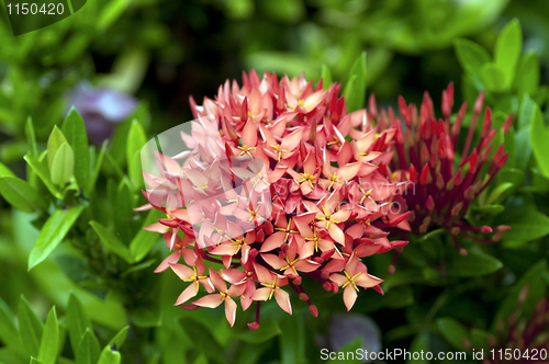 Image of ixora