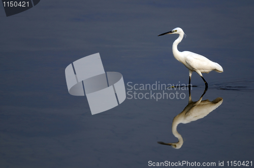 Image of Egret