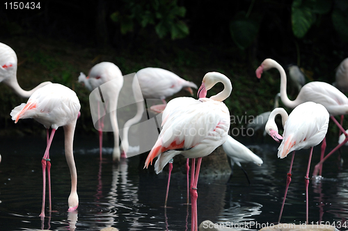 Image of Flamingos