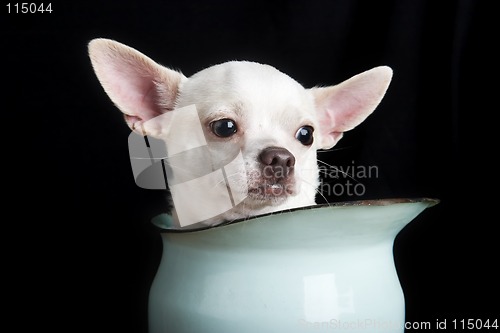 Image of Thoughtful Chihuahua
