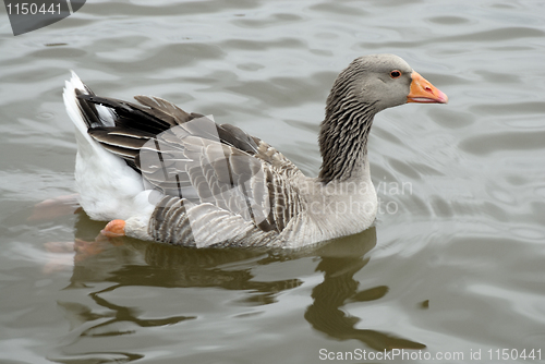 Image of canadian Geese