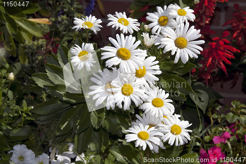 Image of Daisies