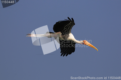 Image of Painted Stork