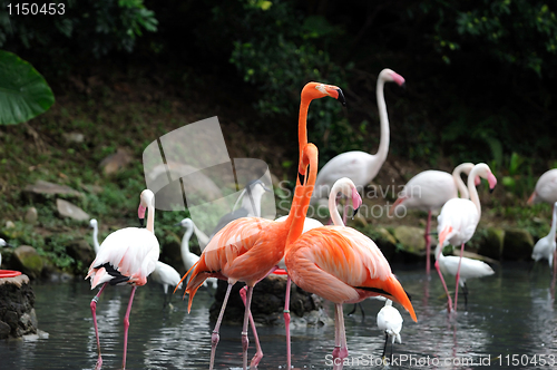 Image of Flamingos