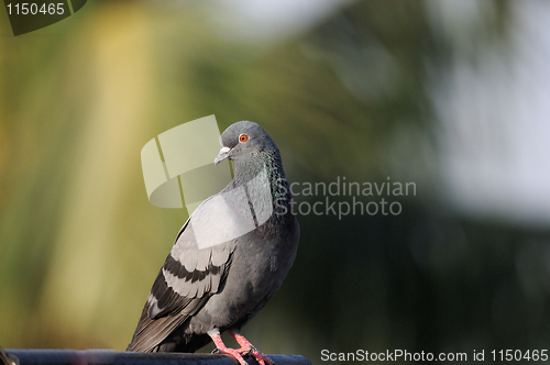 Image of Pigeon