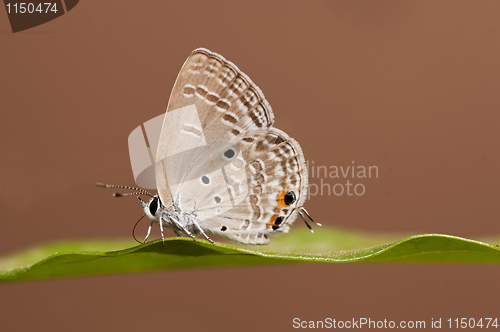 Image of Pandava Butterfly